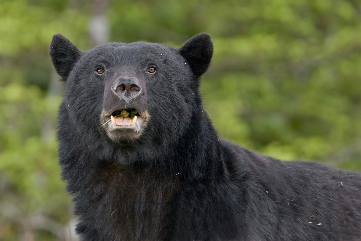 Schwarzbr Ursus americanus Black Bear